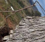 Stick Insect Stick Insect