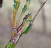 Stick Insect Stick Insect