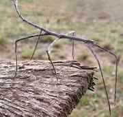 Stick Insect Stick Insect