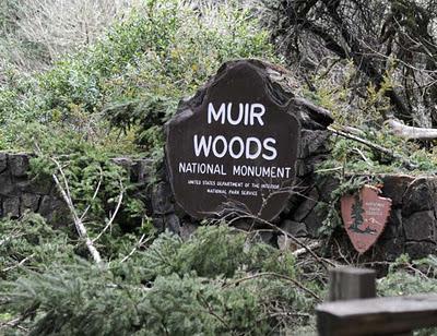 Muir Woods:  California's Tallest Trees