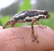 African Tree Toad African Tree Toad