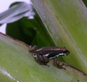 African Tree Toad African Tree Toad