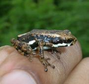 African Tree Toad African Tree Toad