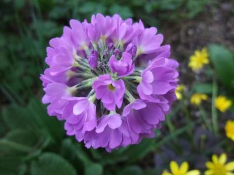 2011_04090021 Primula denticulata