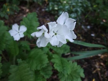 2011_04090019 Primula sieboldii