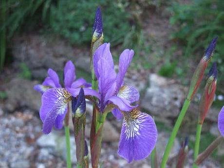 2010_05230002 Siberian Iris