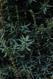 Juniperus scopulorum 'Skyrocket' detail (26/12/2011, Belkovice, Czech Republic)