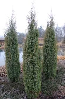 Juniperus scopulorum 'Skyrocket' (26/12/2011, Belkovice, Czech Republic)