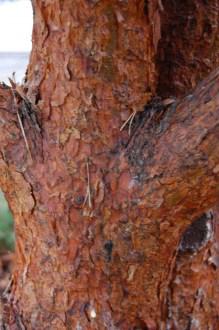 Pinus mugo subsp. mugo bark (26/12/2011, Belkovice, Czech Republic)