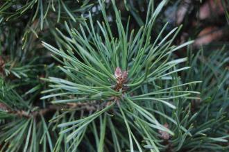 Pinus mugo subsp. mugo detail (26/12/2011, Belkovice, Czech Republic)