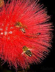 Goals are dreams with deadlines Goals are dreams with deadlines