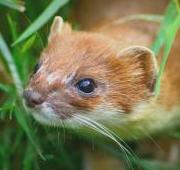 Stoat Stoat