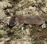 Stoat Stoat