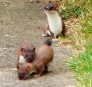 Stoat Stoat
