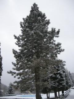 Pinus jeffreyi (30/12/2011, Mala Moravka, Czech Republic)