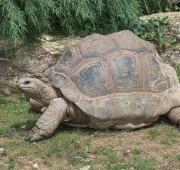 Aldabra Giant Tortoise Aldabra Giant Tortoise
