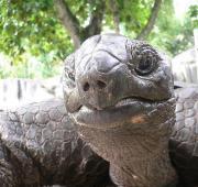 Aldabra Giant Tortoise Aldabra Giant Tortoise