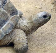 Aldabra Giant Tortoise Aldabra Giant Tortoise