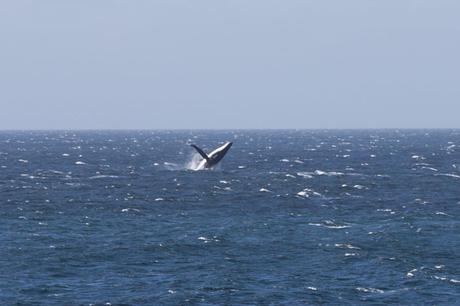 whale breaching wilderness coast victoria nsw