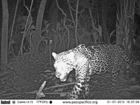 jaguar-calvin-klein