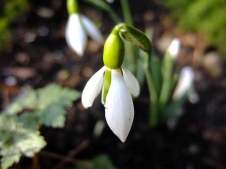 Galanthus 'Ding Dong'