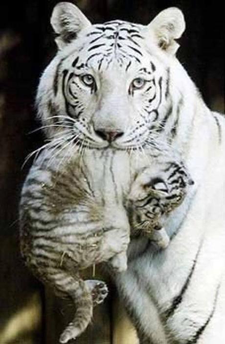 Mother's Love Among Animals