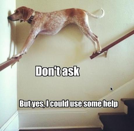 Dogs have gotten into positions much worse, and I definitely said the same exact thing when help came :D 