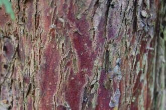 Thuja occidentalis Bark (30/12/14, Kew Gardens, London)