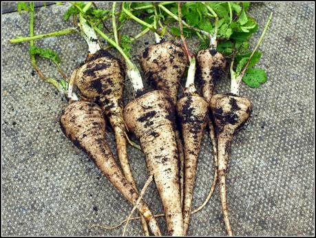 Harvest Monday - 5th January 2015 Harvest Monday - 5th January 2015