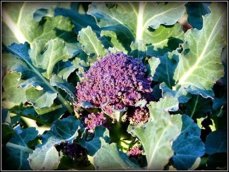 Harvest Monday - 5th January 2015 Harvest Monday - 5th January 2015