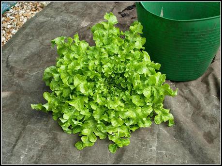 Harvest Monday - 5th January 2015 Harvest Monday - 5th January 2015