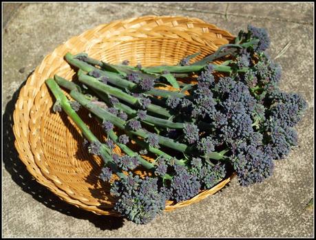 Harvest Monday - 5th January 2015 Harvest Monday - 5th January 2015