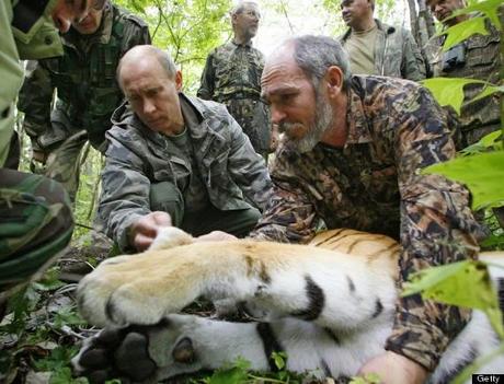 Cat eating dog making news .... Putin's Siberian Tiger returns to Russia