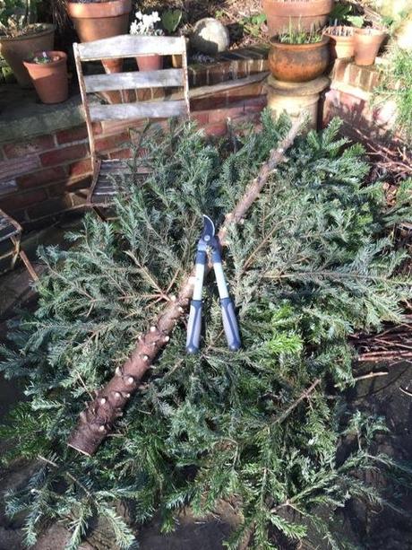 christmas tree has been lopped for recycling