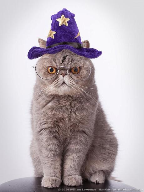 Kitty Dusty as Harry Potter