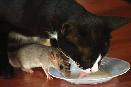 Adorable Animals Who Love To Share Their Food