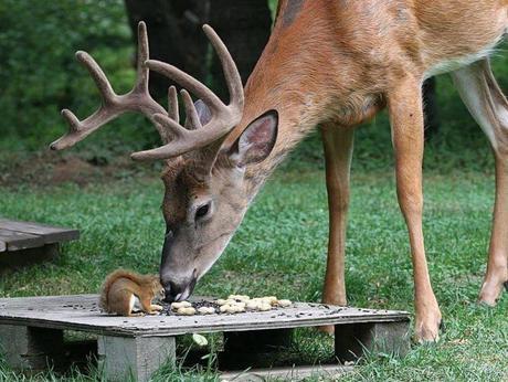 Adorable Animals Who Love To Share Their Food
