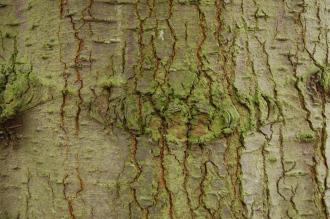Abies grandis Bark (30/12/14, Kew Gardens, London)