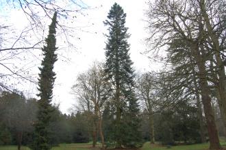 Abies grandis (30/12/14, Kew Gardens, London)