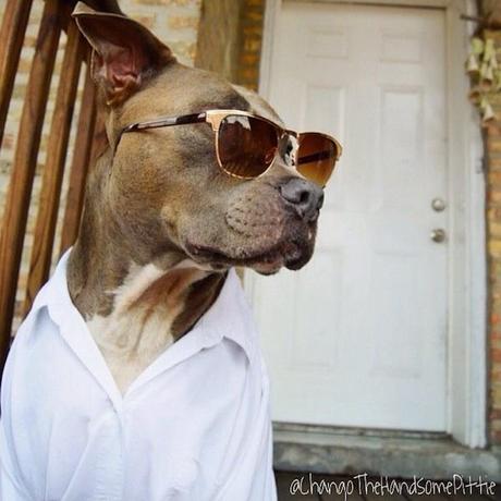 Meet the Smartest and the Most Attractive Pitbull on Instagram