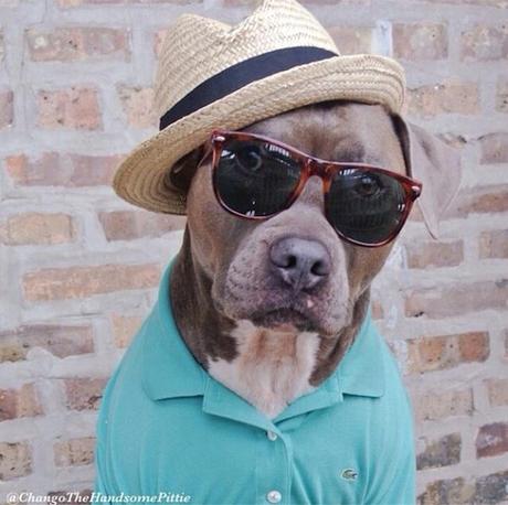 Meet the Smartest and the Most Attractive Pitbull on Instagram
