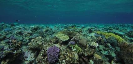 It’s survival of the most useful when protecting species It’s survival of the most useful when protecting species