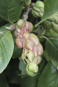 Hestercombe Magnolia Seed Head