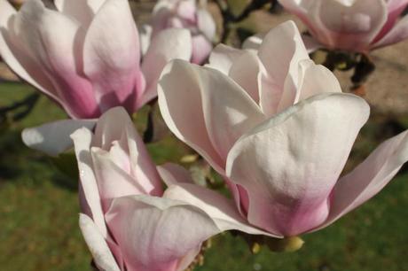 Our Magnolia in flower April 2013