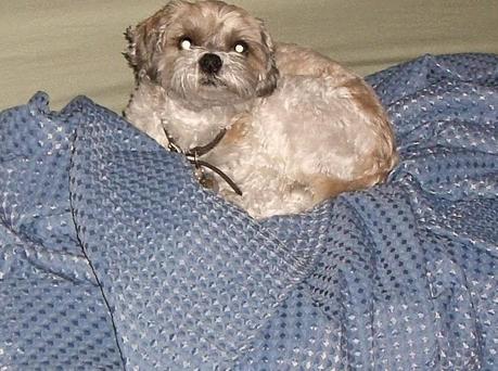 Our Dog Mercy Our Dog Mercy