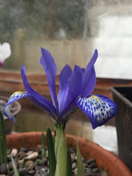the beautiful flower of iris reticulata