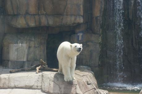 Polar bear ready for a swim
