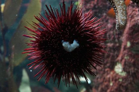 Even sea urchins love the Pittsburgh zoo