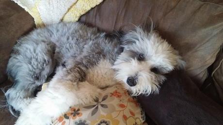 Meet Remi: The French Kissing Bearded Collie #beardedcolllie #puppylove