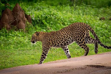 Leopard crossing the road at Yala.